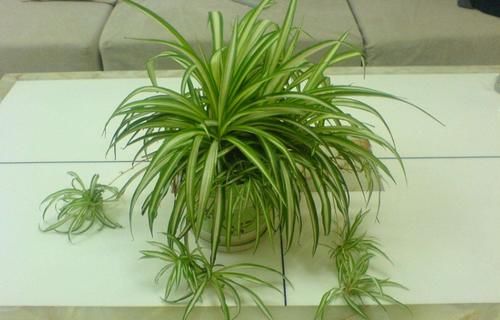 喜欢养绿植就多备些“黄豆水”，居家自制，不用多花钱、效果好