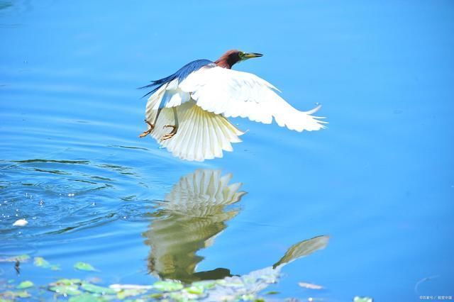 雀愁!飞鸟诗词15首碧空高天任飞翔,远山如画映小窗