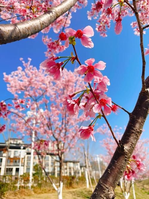 中年|丽水出现“樱花大道”,就在市区好溪路,赶紧出发去打卡