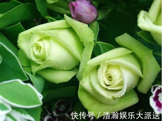 与众不同的玫瑰花，名字叫做绿柠檬，开花如绿色精灵灵动可爱