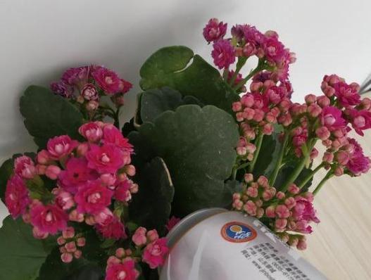 年轻人养花必备技能4个简单小技巧，让小白轻松掌握盆栽要领