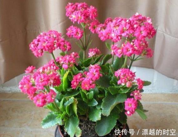 长寿花|刚买的长寿花,换盆做好“3件事”,蹭蹭长新芽,开花就爆盆