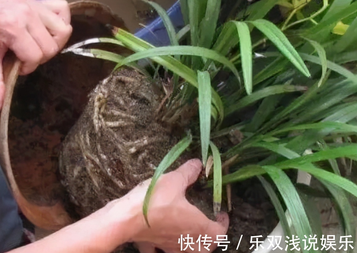想换盆怕把花“换死”？教你一个“安全”的方法，换完快速生长