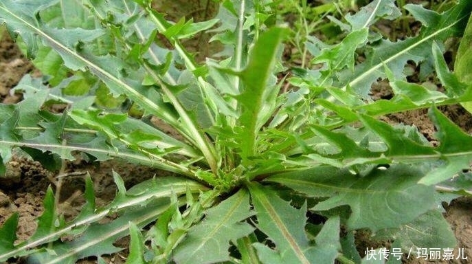 急慢性盆腔炎|老人在农村采摘的野菜，降血压，清肝明目，每天吃一点健康常伴