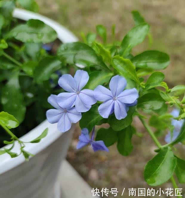 清新|夏天的蓝雪花,多做两步骤,不停开花,开花量大清新美丽