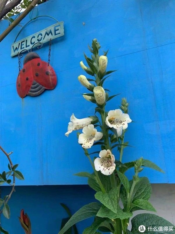 露台花园成型记（篇二）