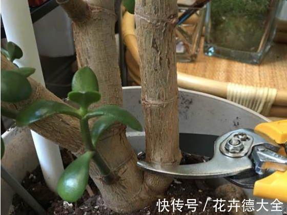 7种花,现在要砍头,冲天炮变成爆炸头