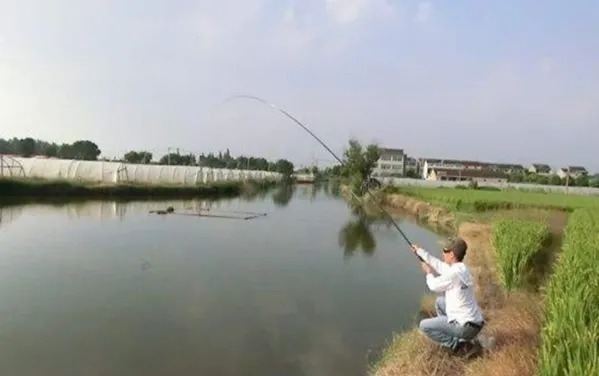 鲤鱼饵|专门用这饵对付“大鲤鱼”,新手都能钓过瘾,果然越用越想用!