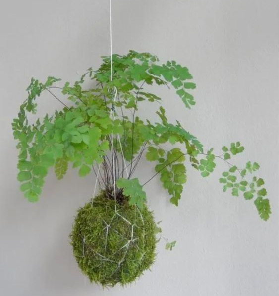 室内绿植种花不用盆，揉一个小球吊起来就让家里美翻