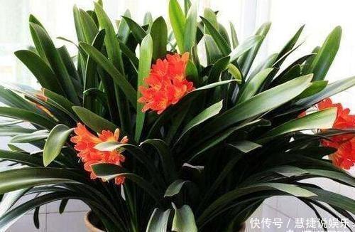 养花不会施肥记住3点就行了,学会了“一生受用”