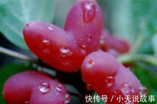 燃脂|女人爱美,常吃四种食物,排毒燃脂,润肤养颜,呵护子宫