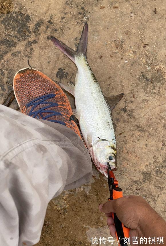 佛山钓友西江钓起“怪鱼”,外形酷似鲥鱼,钓鱼人赶紧收竿回家