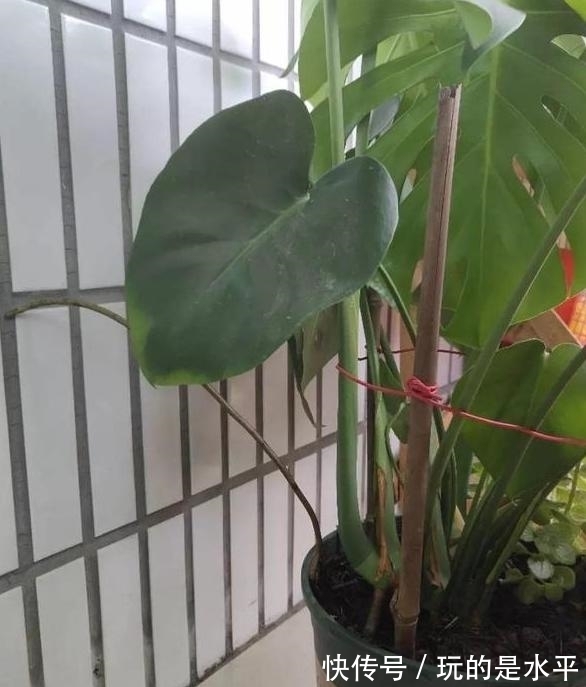 养了3年的龟背竹,冬天也给“浇点肥”,蹭蹭冒出4片新叶子