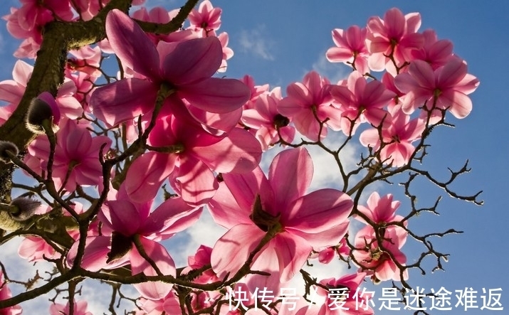 此花是教师节流行的花,代表着高尚的灵魂,但是还是有别样的风情