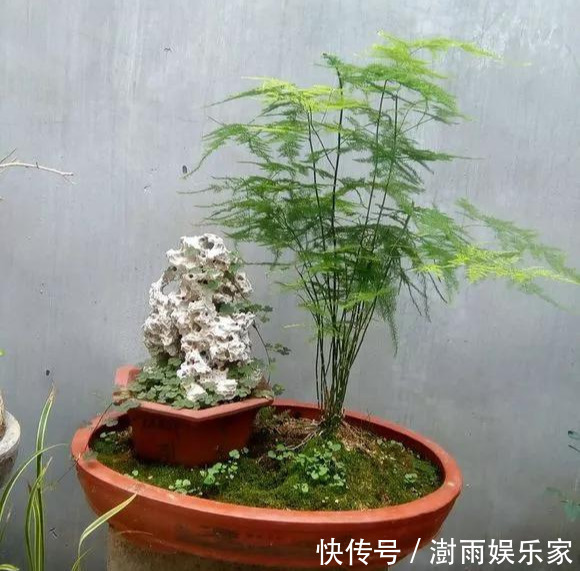 积水|为花友们介绍5种既养人又镇宅的花,盆栽养一盆很值