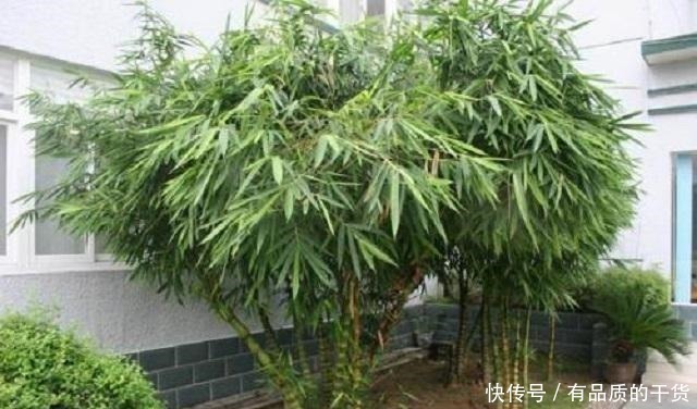 此竹最适合栽种在家,是顶级观赏盆景,做好3点,让它轻松长茁壮!