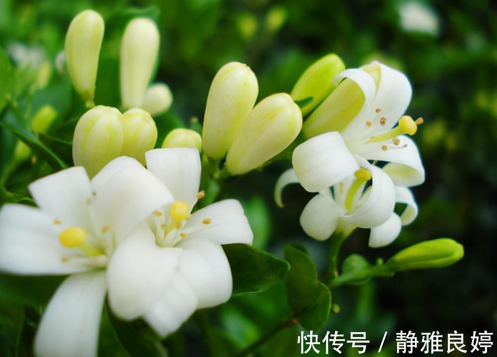 夜来香|这4种花养的人特别多，就为了看它们在夜间绽放，欣赏不一样的美
