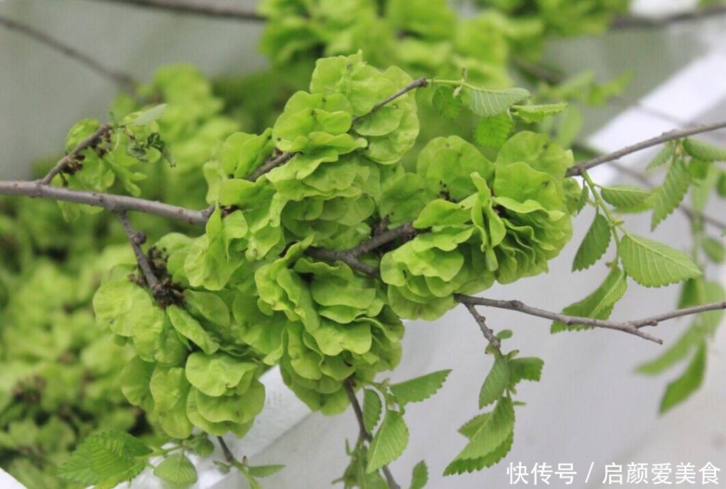 实在|家菜没有野菜香,春夏不吃这些野菜实在太不会享受了!