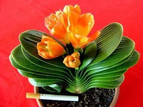 君子兰要怎么养才会早开花呢?有技巧吗?