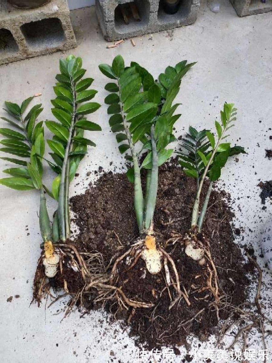 给这花换盆，土里扒出30个崽，根本不用扦插！