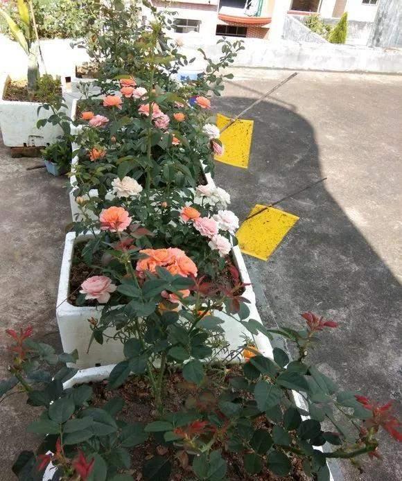 实用|冬天的泡沫箱别扔,扔了就是扔钱,养花太实用