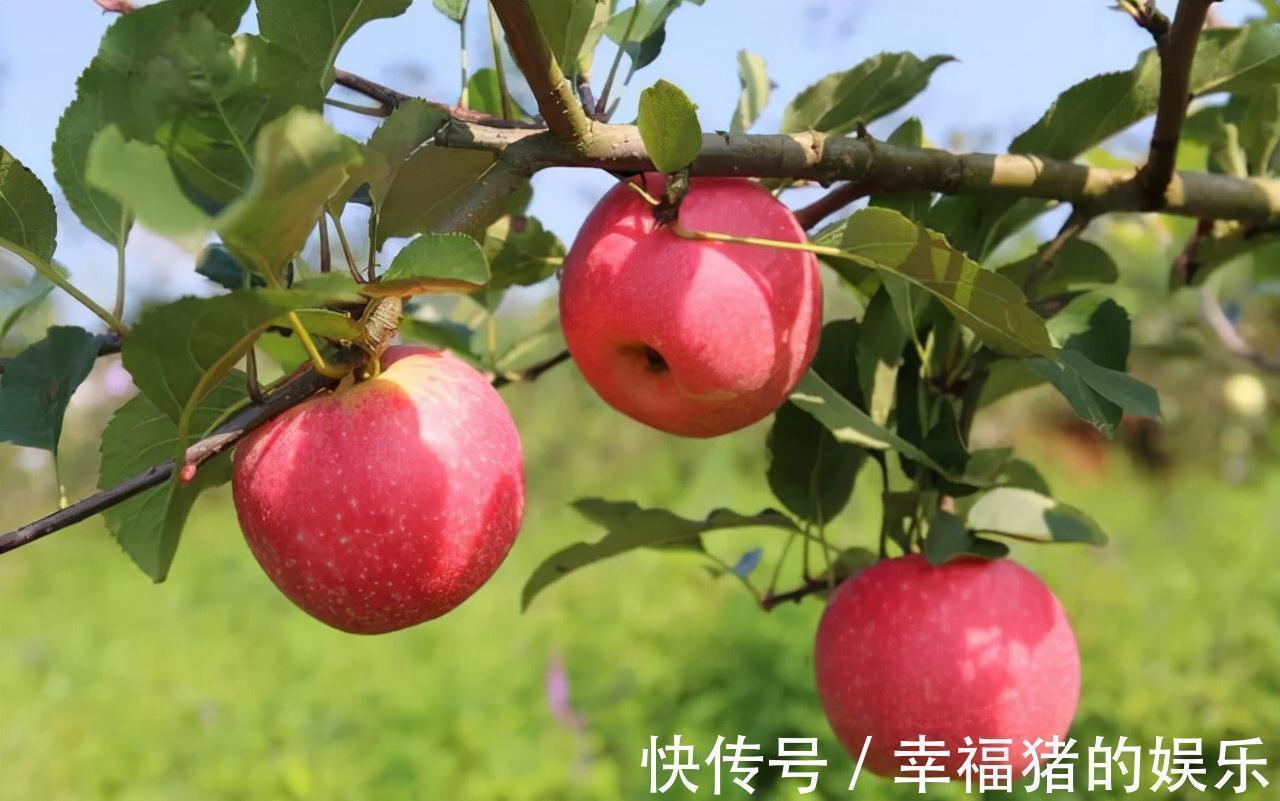 好处|女人早上“空腹”吃一个苹果,一段时间后,3大好处或不请自来