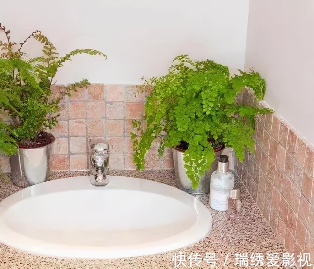 厕所再小,也要养盆吸味花,清除臭味、异味效果好