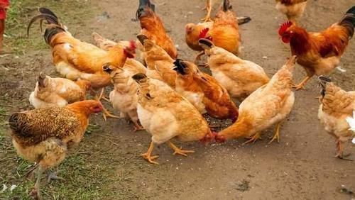 炖鸡汤|遭人疯抢的农村土鸡，为什么现在没人要了？其实原因很现实