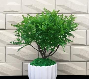 佛焰苞|快扔掉家中发财树,真正好看还能净化空气的是这几种,高级又漂亮