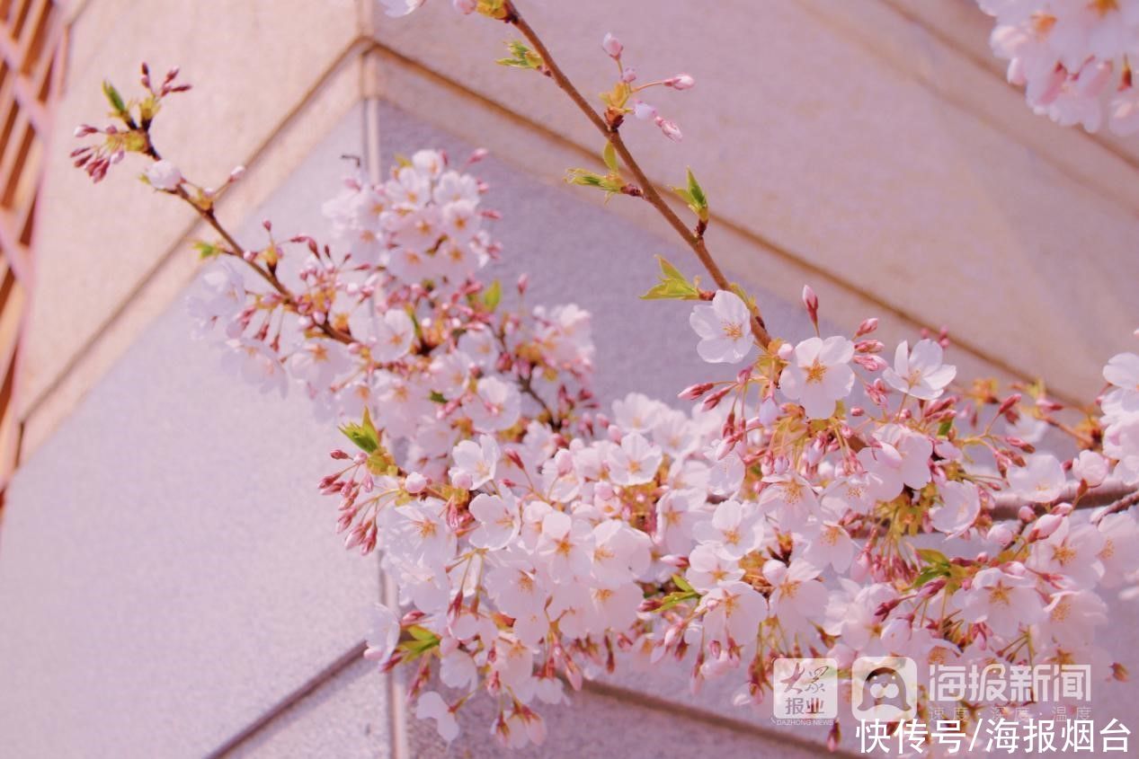 正是樱花浪漫时！烟台这儿的樱花大道美出圈了