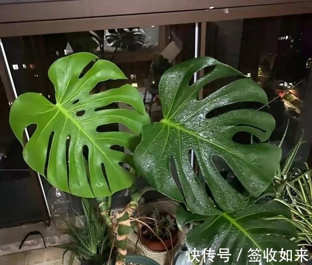 发黄|20种花卉的20个常见问题,养花人必看