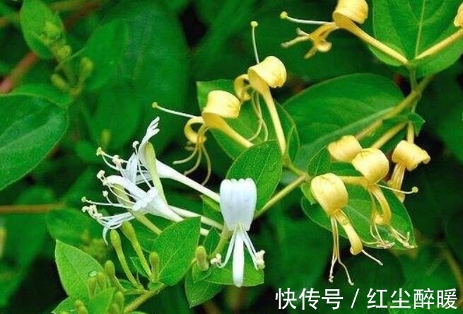 金银花|夏季喜欢养菊花,不如养护一盆金银花,香气扑鼻,还能清解血毒