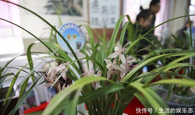 兰花不开花给它配上“3种”营养水,呼呼冒花苞,爆花很容易!