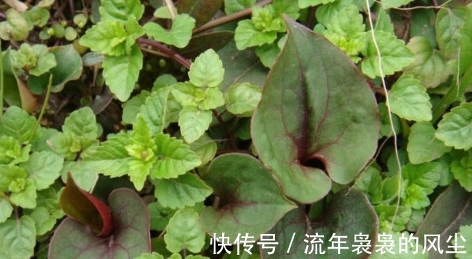 房前屋后|一种野草天生带“臭味”,它有人喜也有人厌,能吃还有珍贵大用处