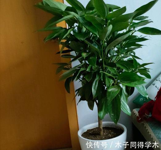 肥料|养花“杀手”的5个坏习惯,看你中了几个?怪不得你养不好花