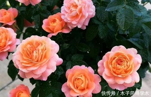 想要月季花开花多？其实很简单，做好2件事，长笋芽冒新枝！