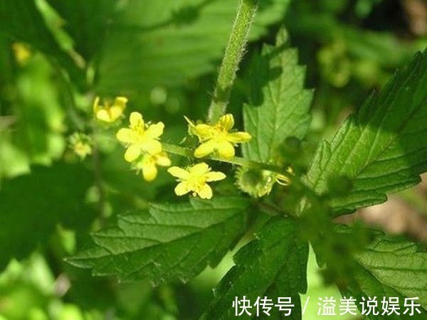 仙鹤草|一个大补虚劳的方子，肾虚、脾虚、气血虚，一味药材，从头补到脚