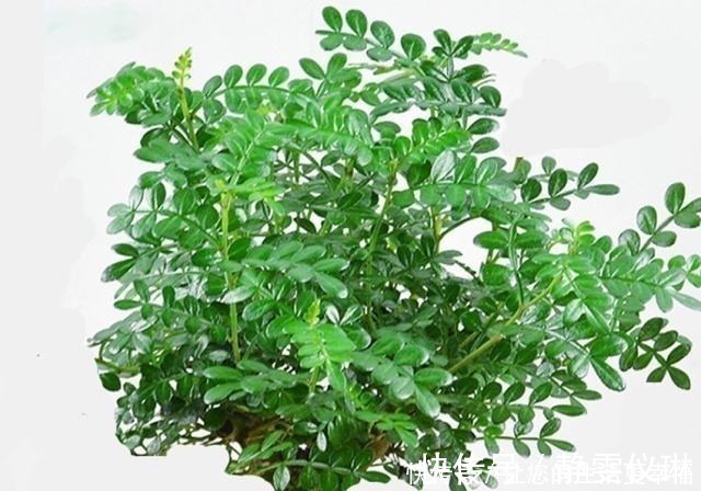 八种盆栽称为天然盆景，越养越美，越养价值越高、寿命几十年！