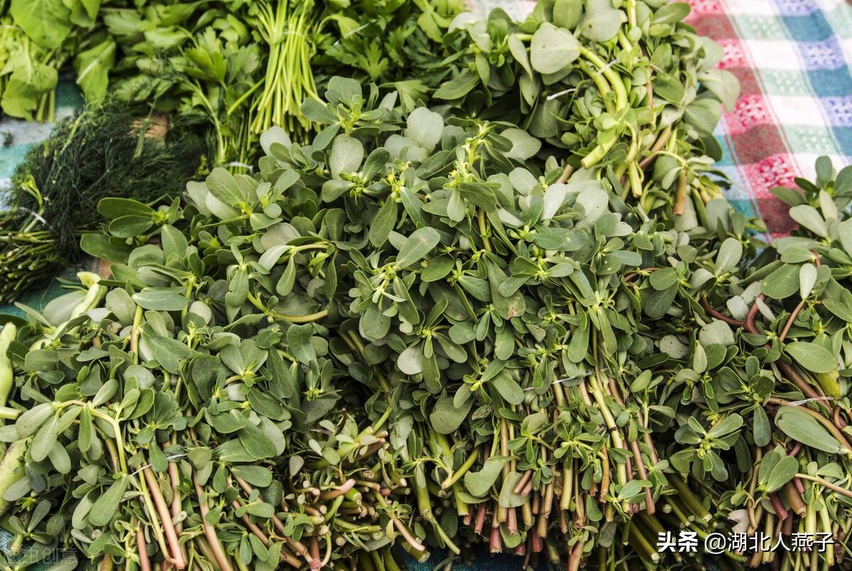 野菜|49种野菜大图片，带你见识不同的野菜和吃法，你想要的野菜这里有