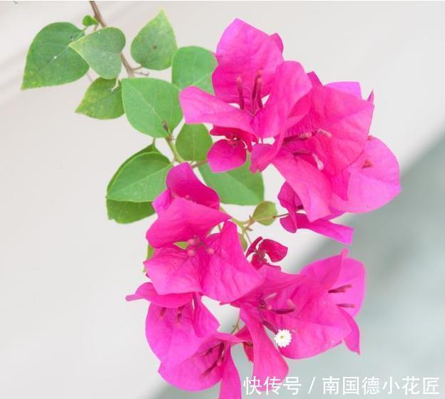 三角梅|喜欢养三角梅,不要错过此6个品种,开花真的太勤了