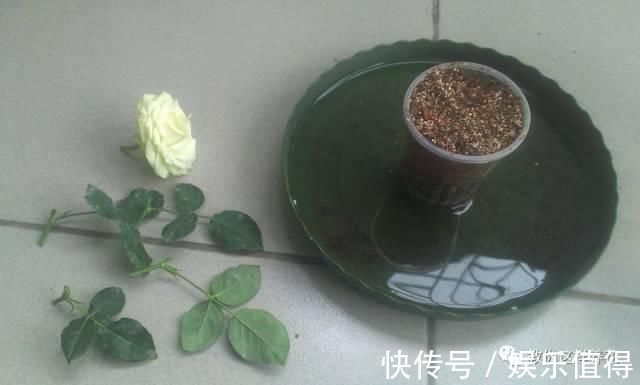 扦插|学会这种扦插法,2周生根,插什么活什么,太简单了!