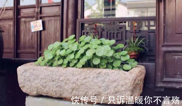 养花技巧铜钱草养在这，7天就爆盆，叶子长成巴掌大！