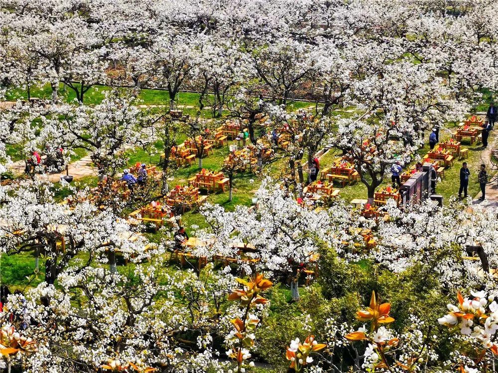 又到一年开花季，收好这份广元赏花指南！