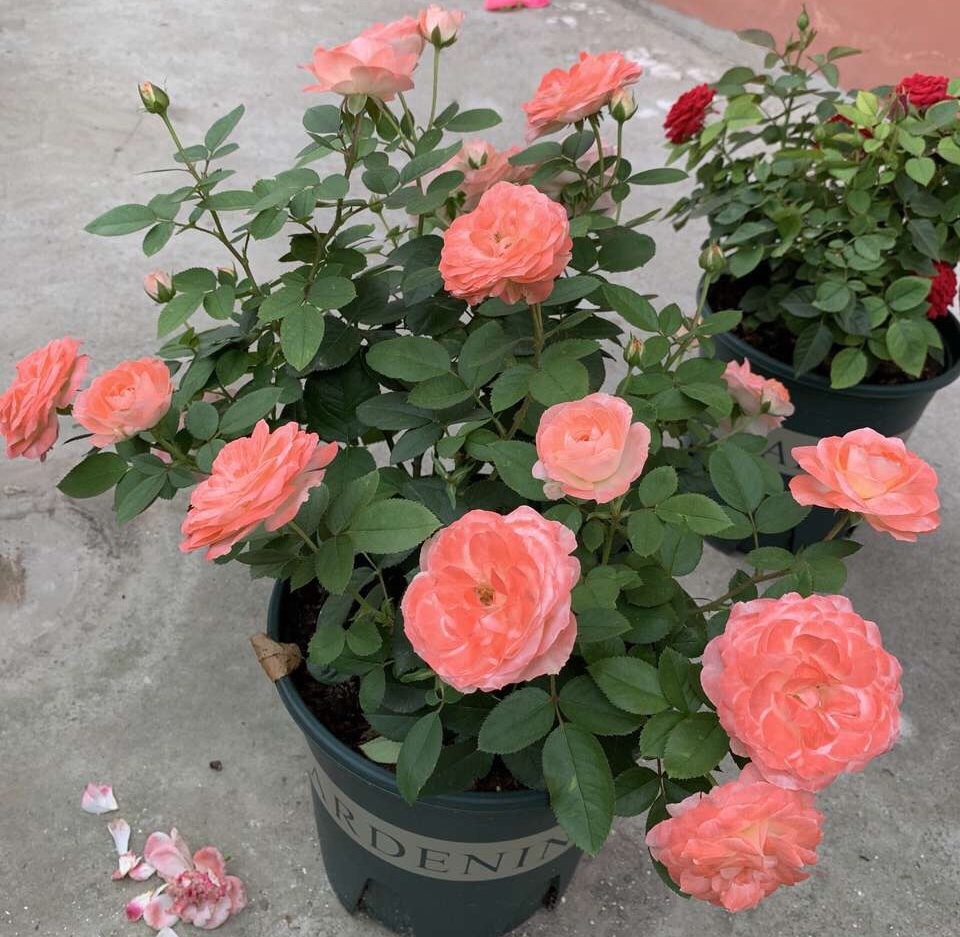 花期|养4种花,花朵凋谢“别等了”,咔嚓剪几刀,30天后又开一茬花