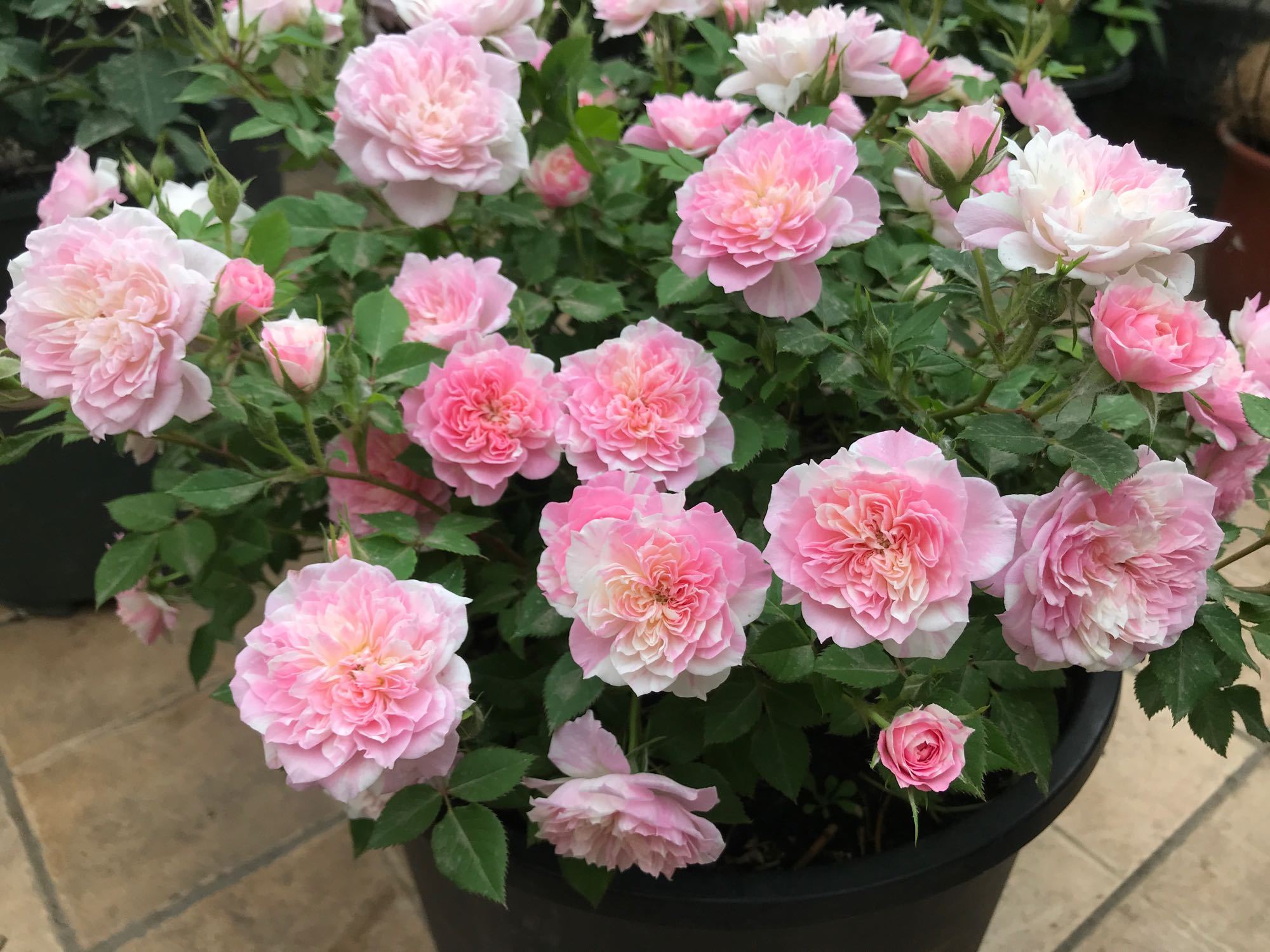 此盆栽号称开花机器，周年开花，花多易爆盆，香气怡人，还超好养