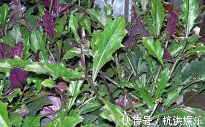 补气|乡下人常见的野菜，各种炎症的克星，清热止血补血补气，好处多多