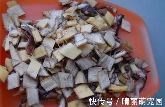 香蕉皮养花，用法可真多，泡水、混土、晒干当肥，还能擦叶子