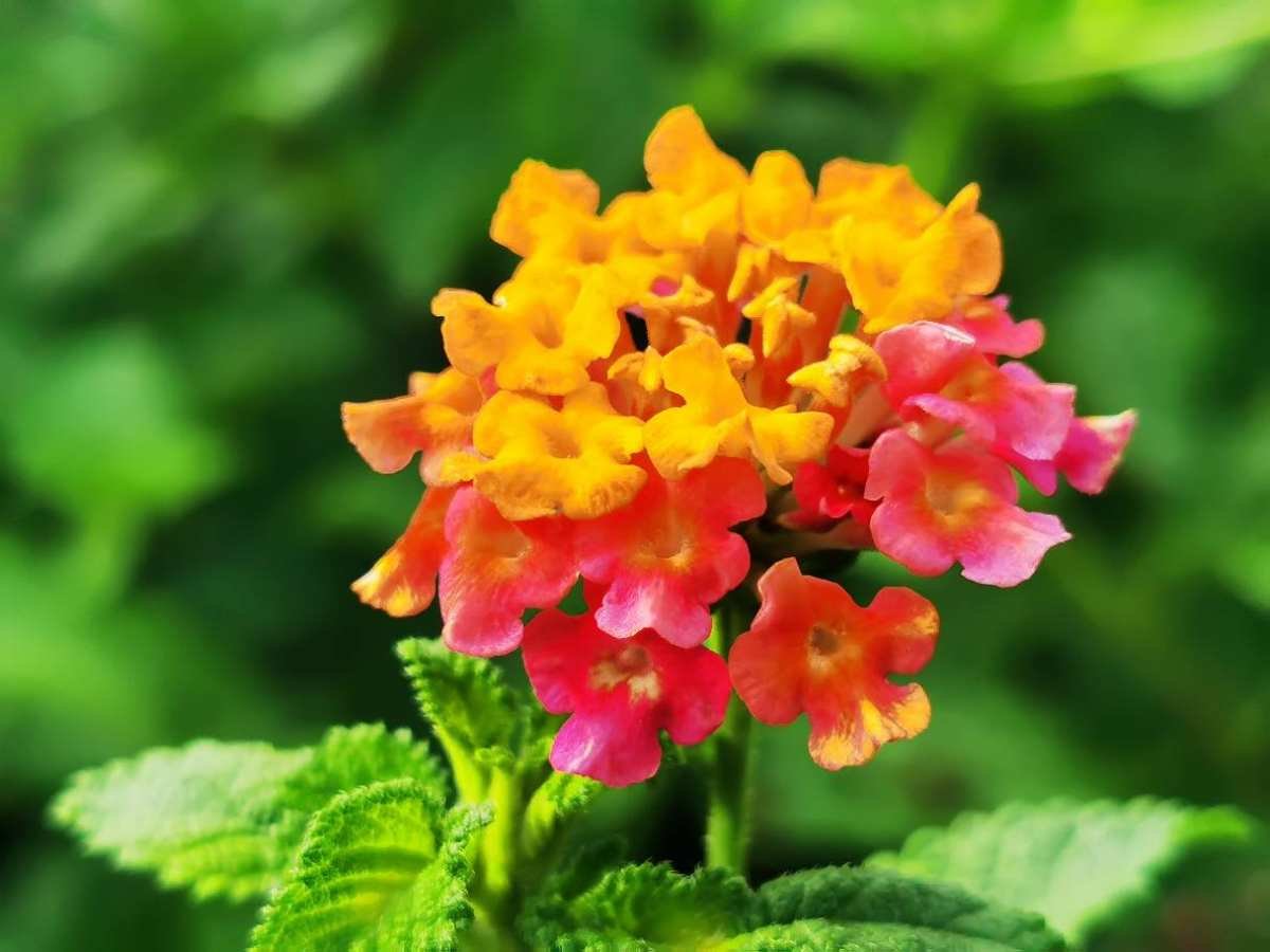 五色梅五色梅|5种花，屋子里只需养一种，一年能开花9个月，真怕把它“累死”