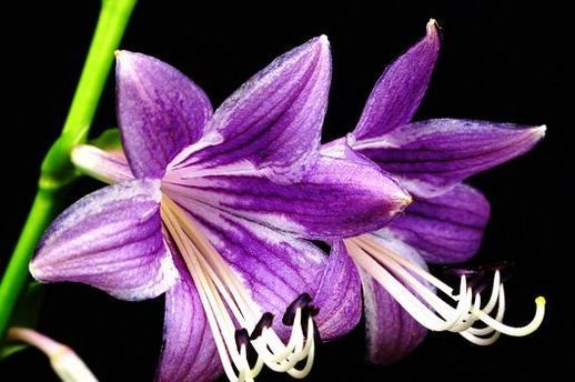 喜欢菊花 不如养盆 稀世芍药 巴茨拉 花似黄牡丹 高贵优雅 快资讯