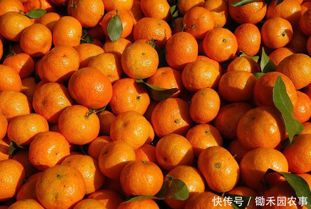 “砂糖橘”有真假,这样的“砂糖橘”,别买,不好吃!4招挑橘子